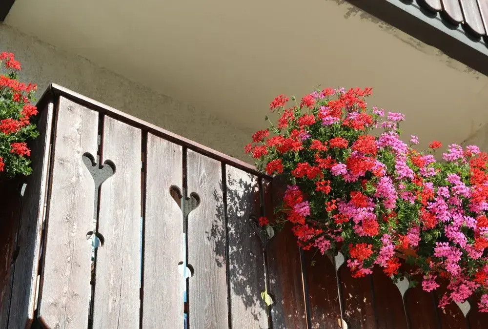 Kiedy sadzić kwiaty na balkon, aby uniknąć niepowodzeń w ogrodnictwie?