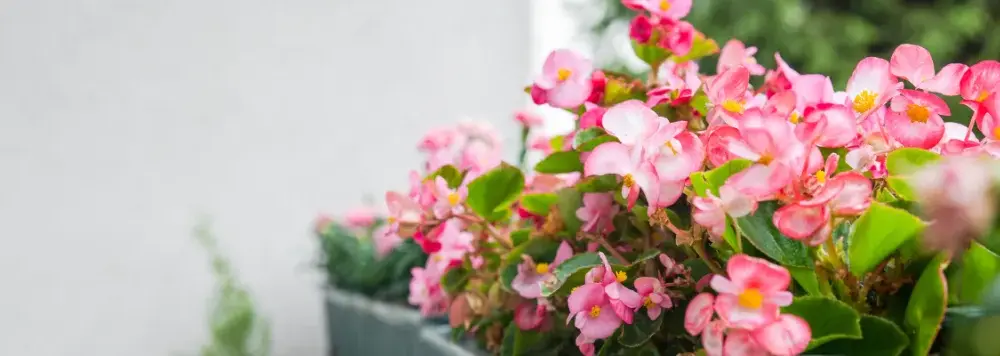 Jakie kwiaty na balkon wschodni - rośliny, które przetrwają w cieniu