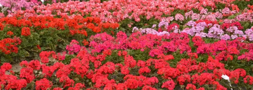 Kiedy sadzimy pelargonie na balkonie, aby uniknąć przymrozków?