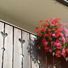 Kiedy sadzić kwiaty na balkon, aby uniknąć niepowodzeń w ogrodnictwie?