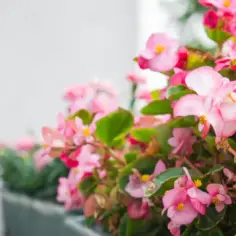 Jakie kwiaty na balkon wschodni - rośliny, które przetrwają w cieniu