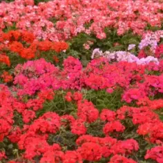 Kiedy sadzimy pelargonie na balkonie, aby uniknąć przymrozków?
