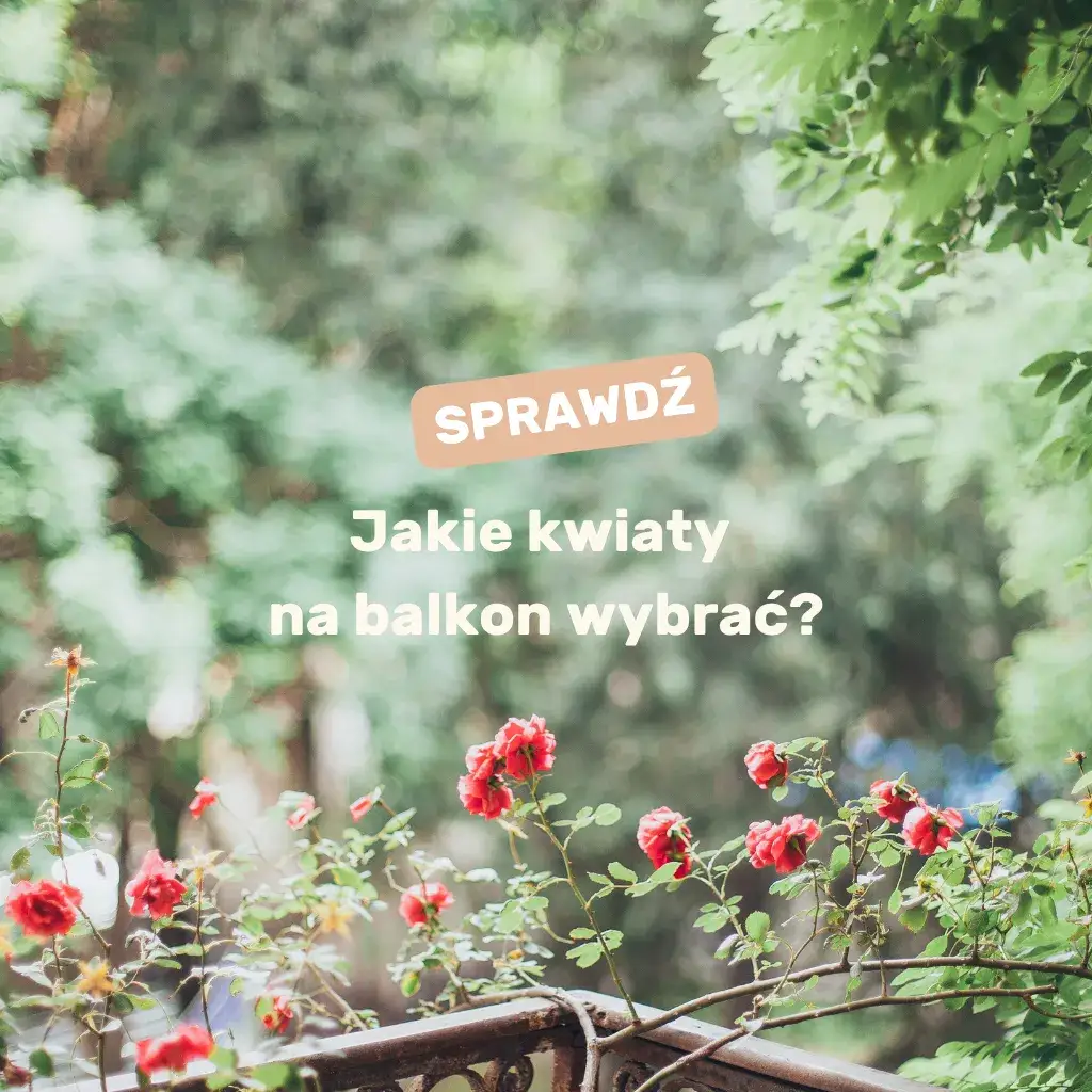 Zdjęcie Jakie kwiaty na balkon wschodni - rośliny, które przetrwają w cieniu