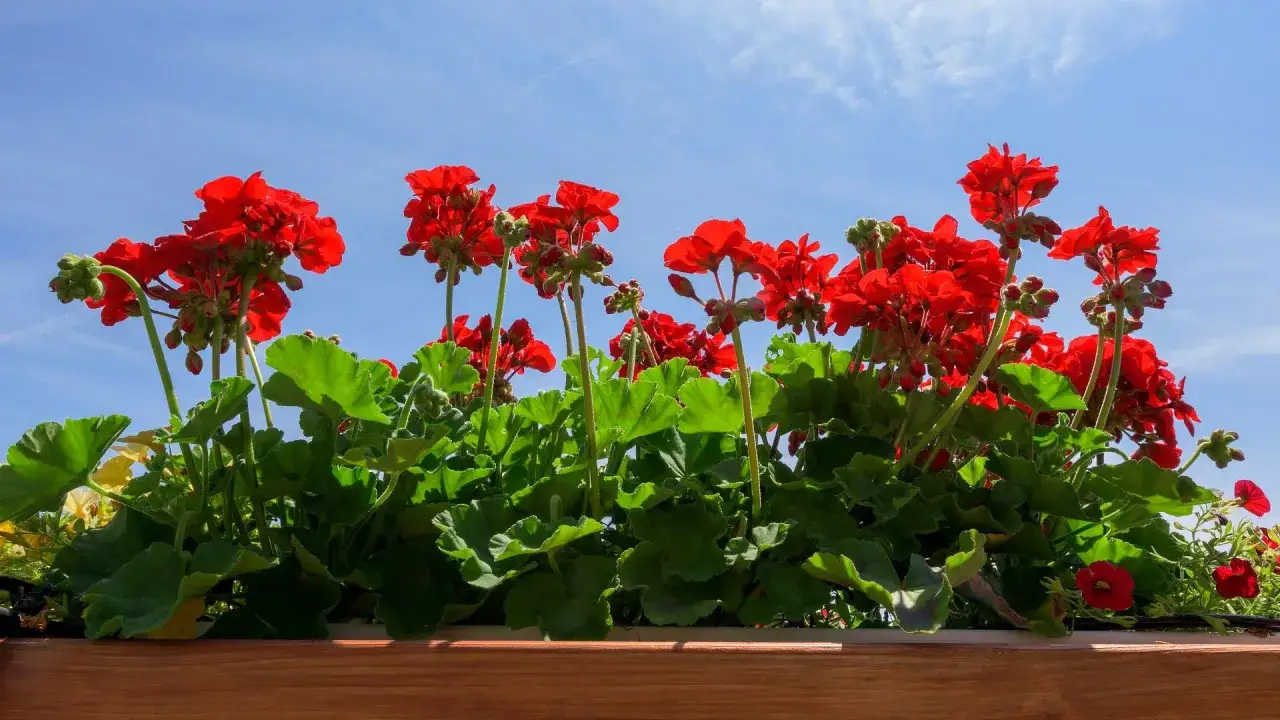 Zdjęcie Kiedy sadzimy pelargonie na balkonie, aby uniknąć przymrozków?